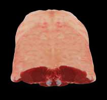 Carré de côtes d’agneau filet